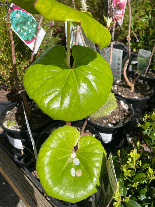 Ligularia 'Designer Verde' (Tractor Seat Plant)