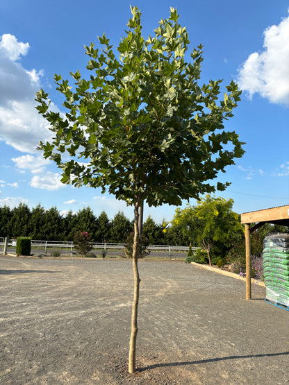 Platanus × acerifolia - London Plane Tree