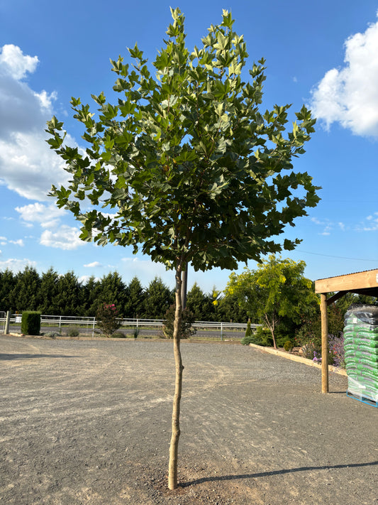 Platanus × acerifolia - London Plane Tree