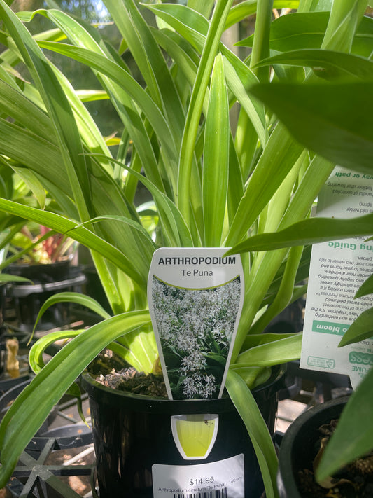 Arthropodium cirratum 'Te Puna'