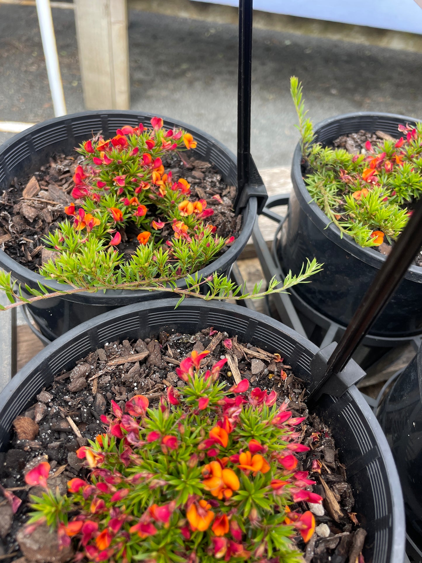 Pultenaea 'Burnt Orange'