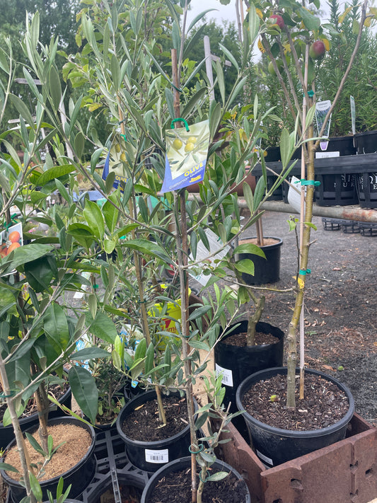 Olea europaea 'Californian Queen'