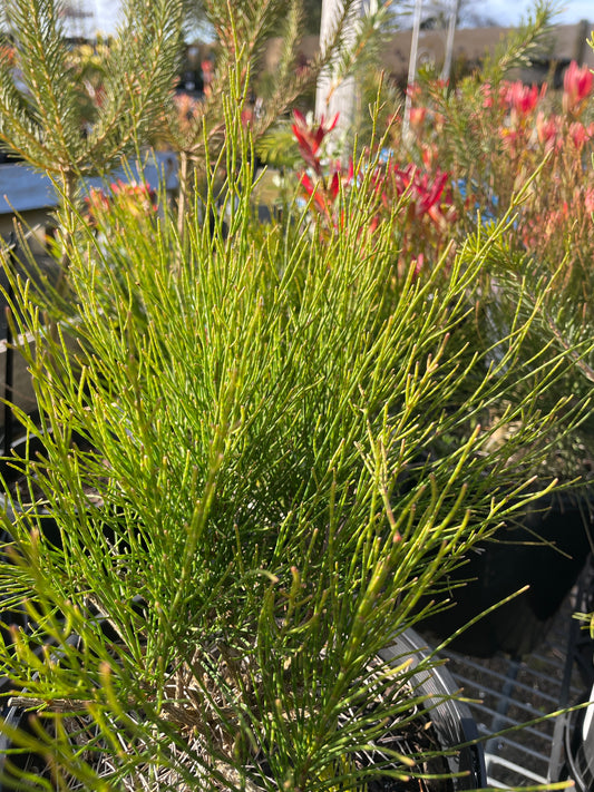 Casuarina glauca 'Green Wave' - Swamp Sheoak