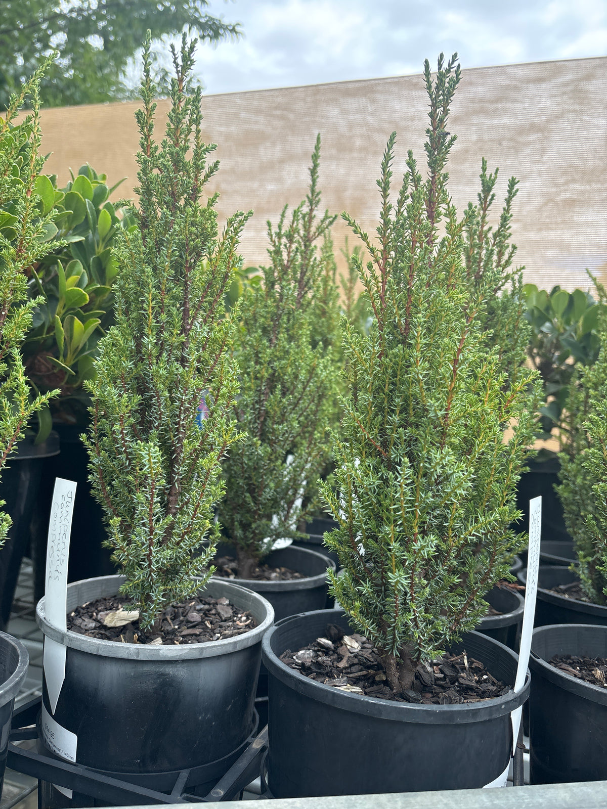 Juniperus communis 'Compressa'