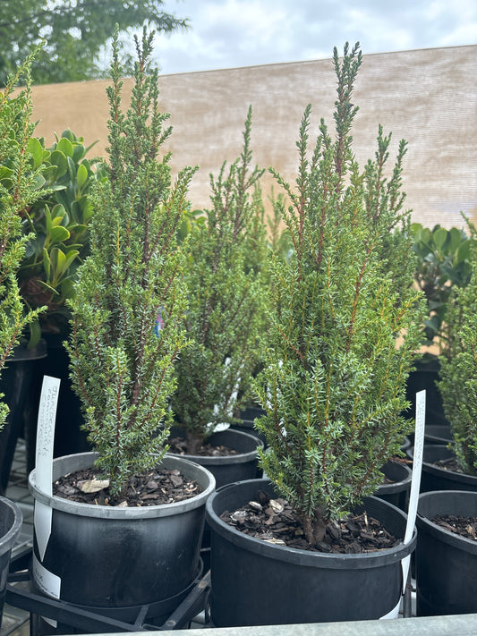 Juniperus communis 'Compressa'