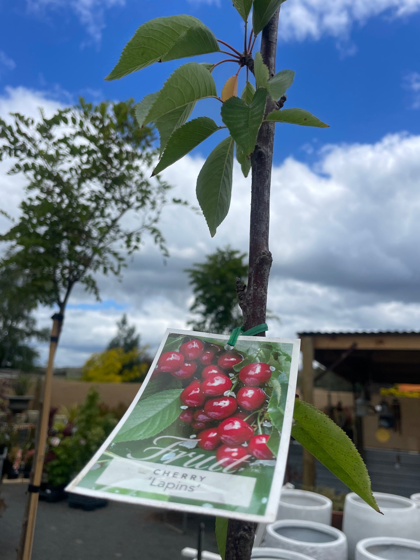 Prunus avium 'Lapins'