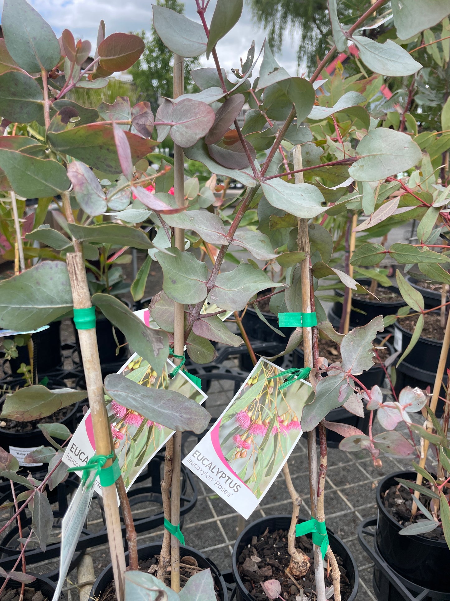 Eucalyptus leucoxylon 'Rosea' - Pink Flowering Yellow Gum