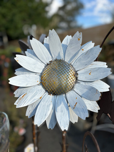 Sweet metal daisy in the sunshine