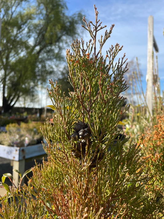 Callitris oblonga - Pygmy Cypress