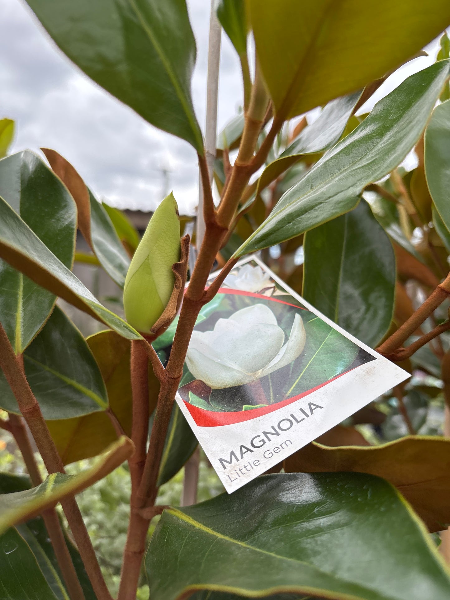 Magnolia grandiflora 'Little Gem'