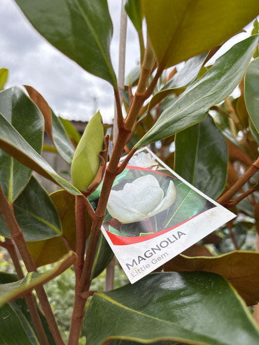 Magnolia grandiflora 'Little Gem'
