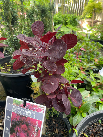 Cotinus cogg. 'Royal Purple' 200mm