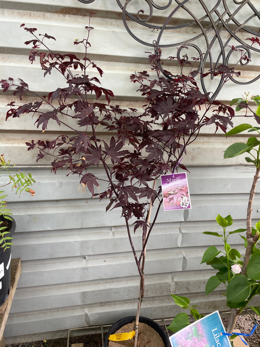 Acer palmatum 'Bloodgood' 250mm