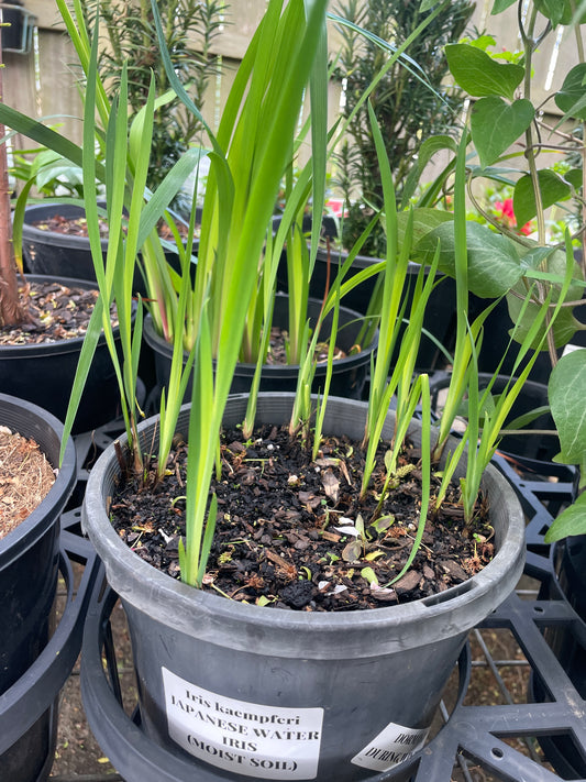 Iris ensata