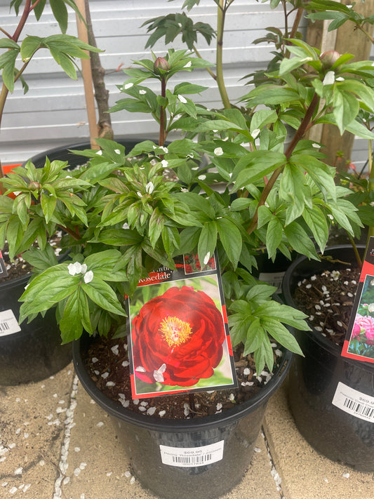 Peony 'Rosedale'