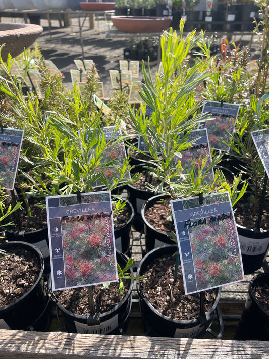 Grevillea 'Flora Mason'