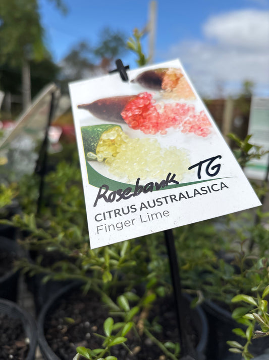 Citrus australasica FINGER LIME 'Rosebank TG'