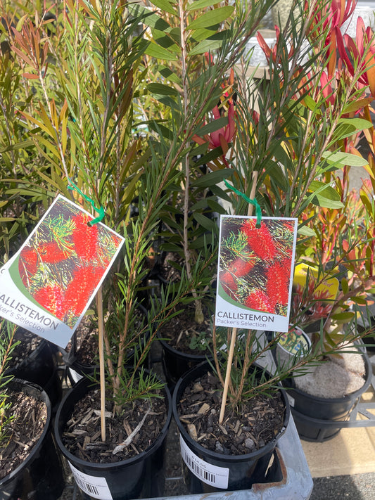 Callistemon Packers Selection