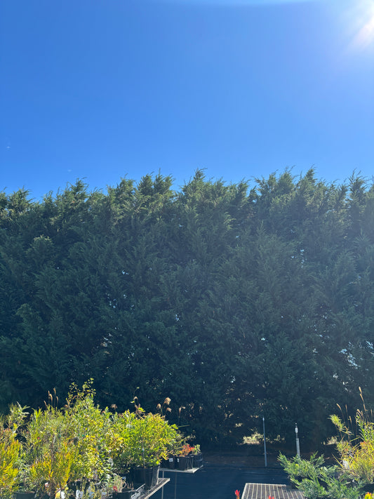 Cupressocyparis leylandii 'Leighton Green'