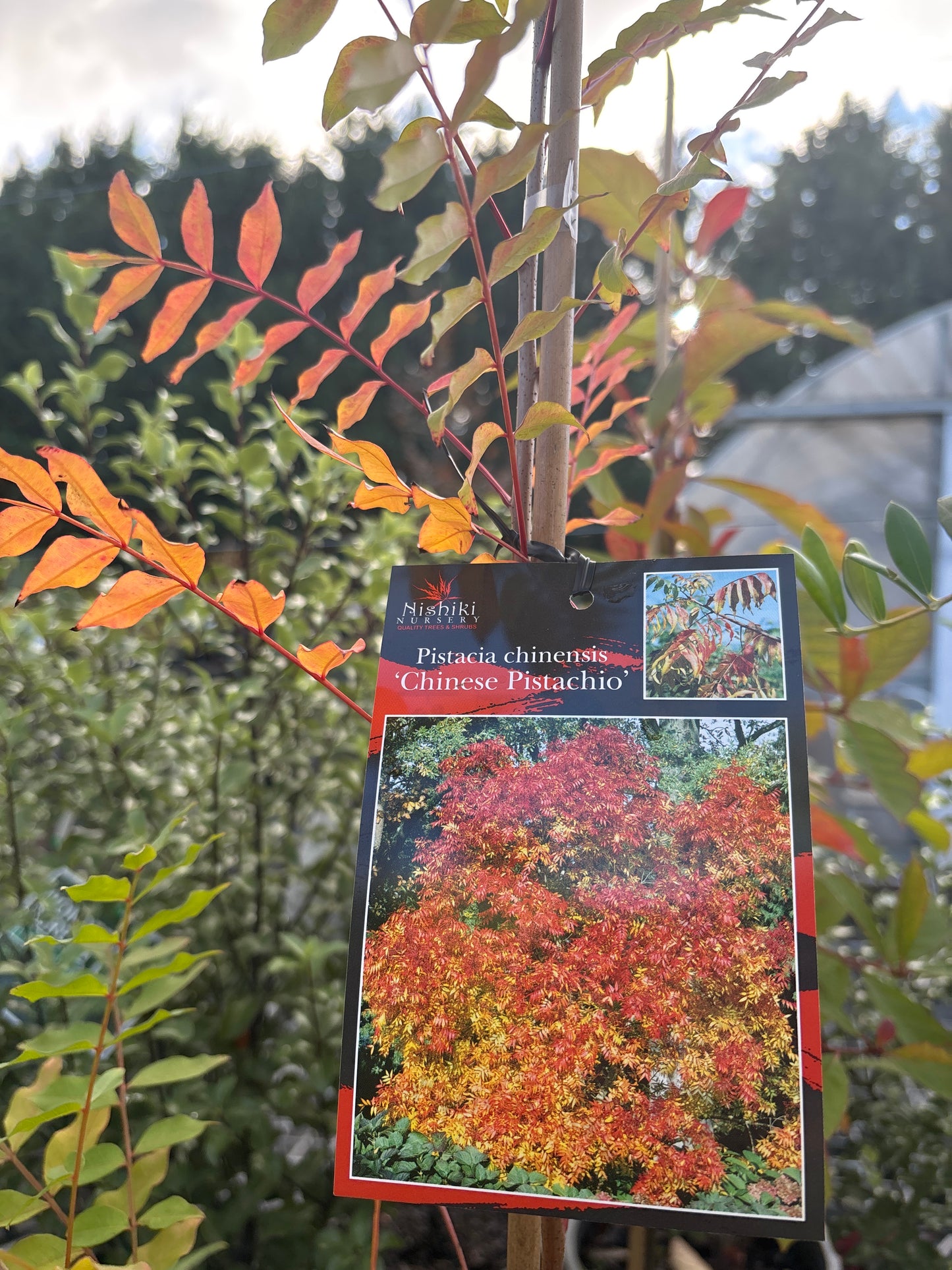 Pistacia chinensis - Chinese Pistachio
