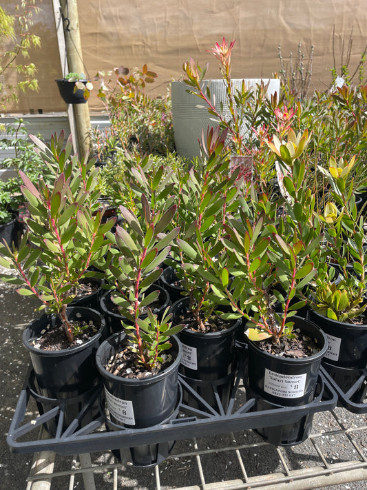 100mm Assorted Australian & South African Natives