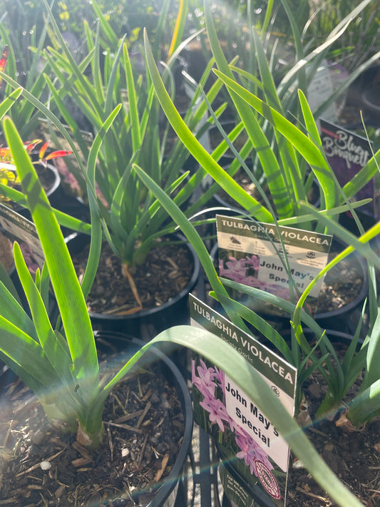 Tulbaghia violacea 'John May' - Society Garlic
