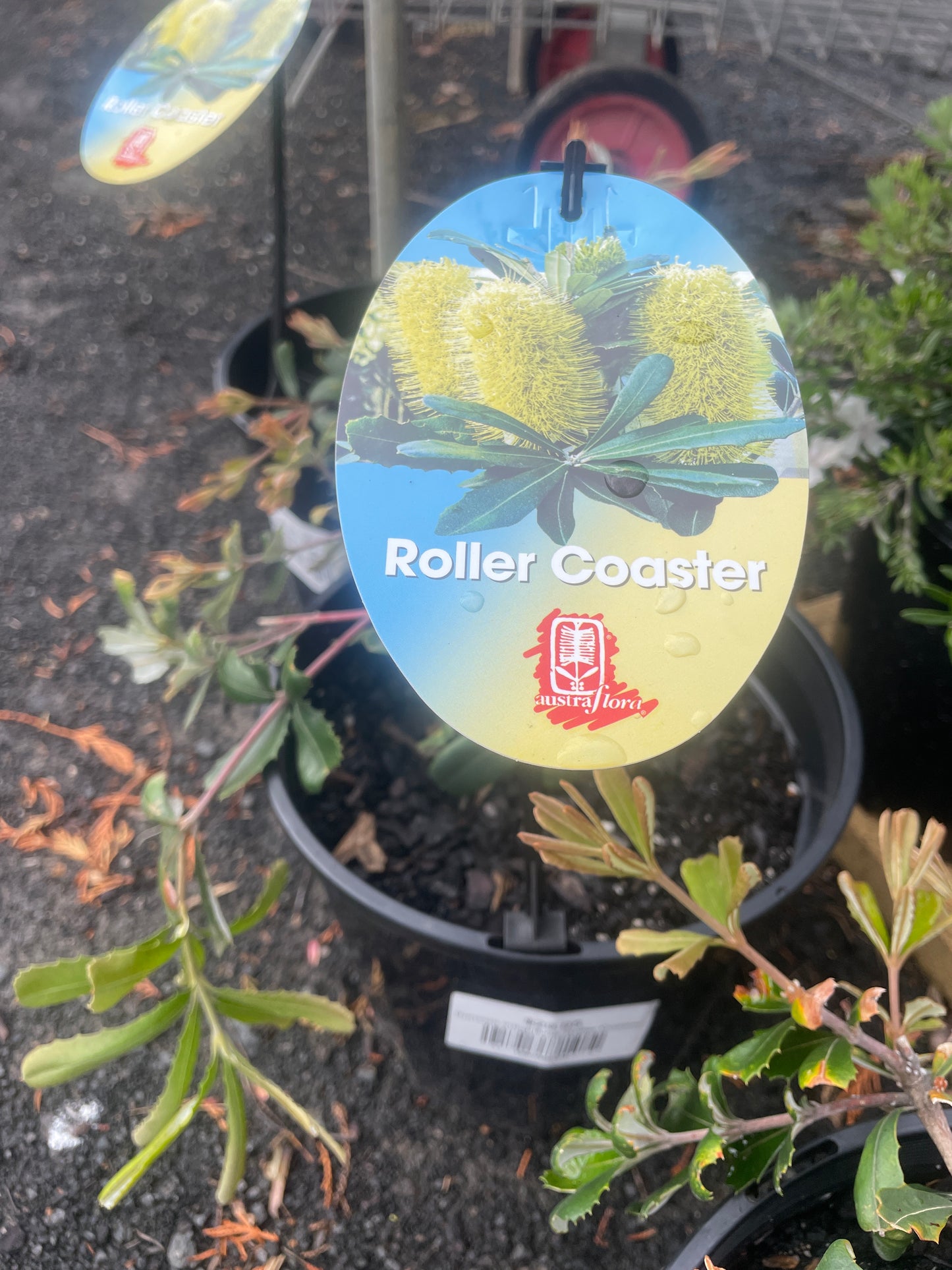 Banksia integrifolia 'Roller Coaster'