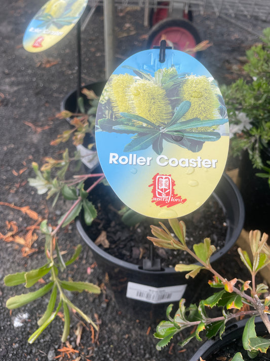 Banksia integrifolia 'Roller Coaster'