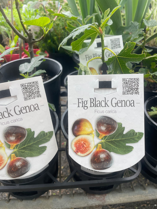 Ficus carica 'Black Genoa' 140mm