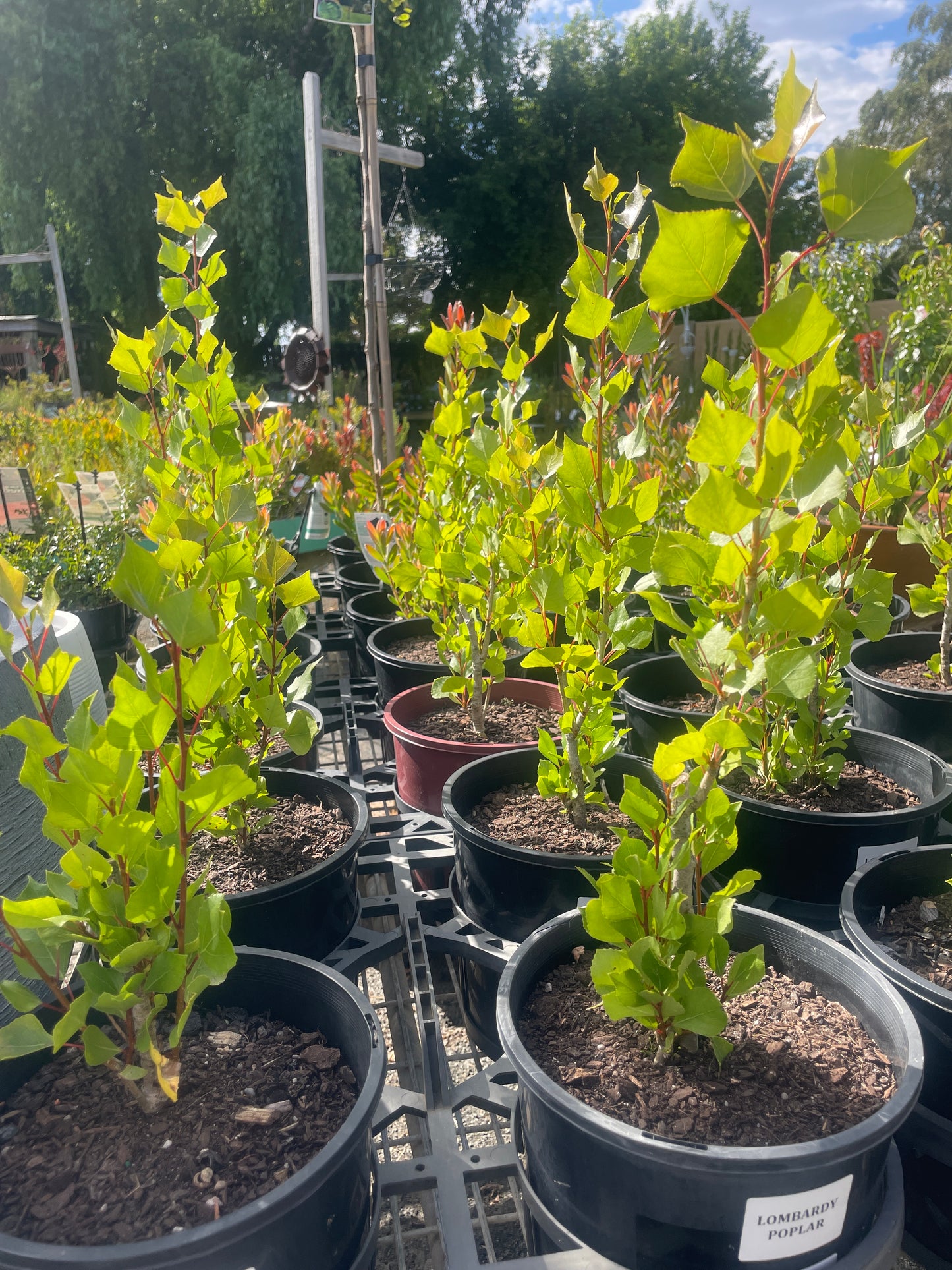 Populus nigra 'Italica' - Lombardy Poplar