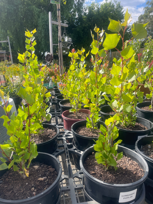 Populus nigra 'Italica' - Lombardy Poplar