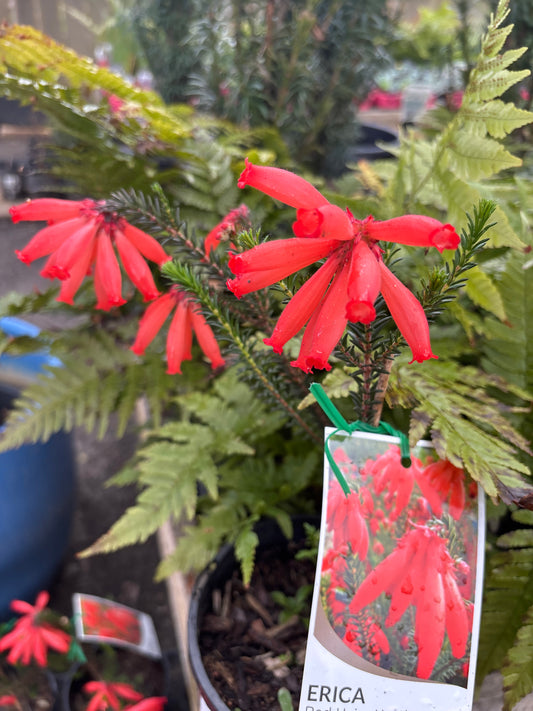 Erica cerinthoides Red (Fire Heath)