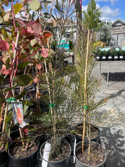 Acacia floribunda - Gossamer Wattle