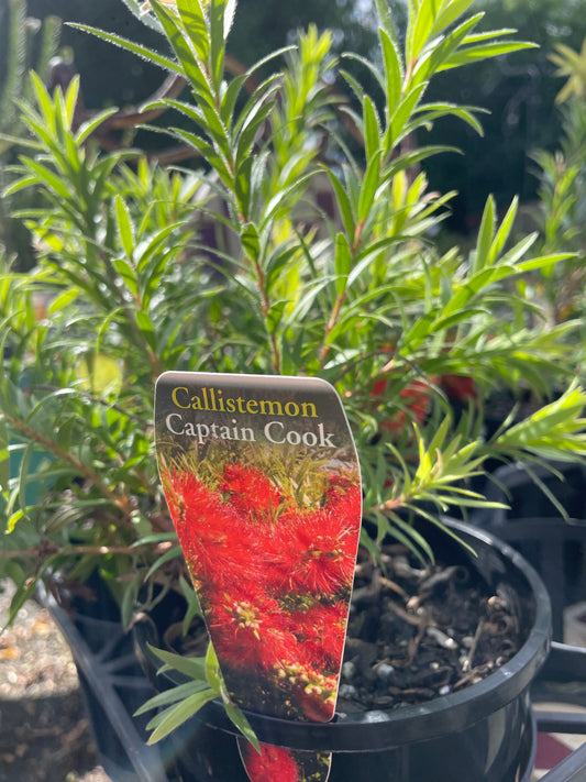 Callistemon 'Captain Cook'