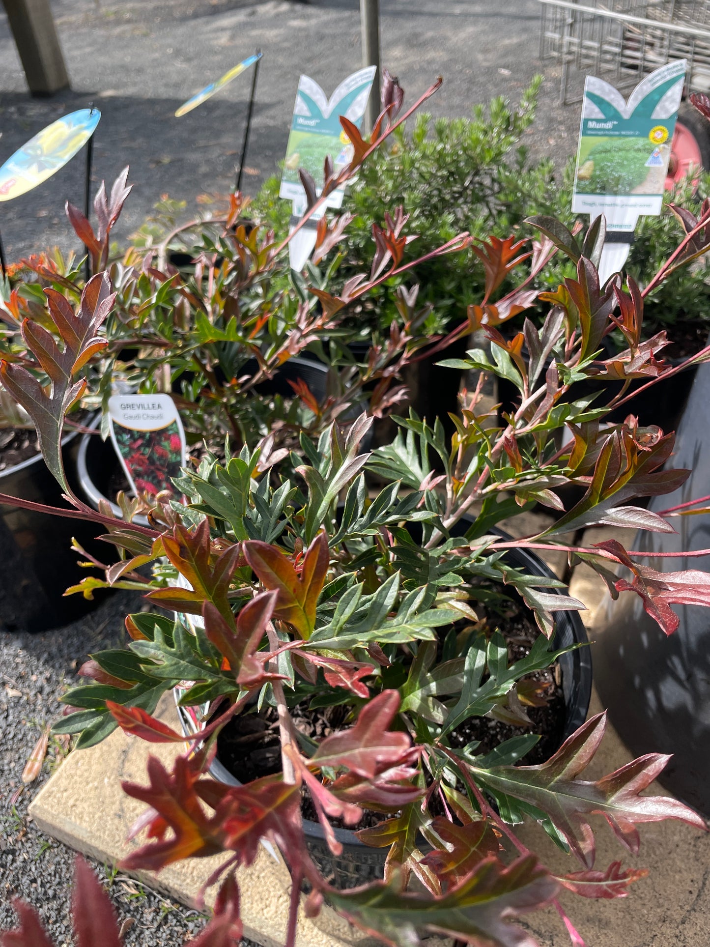 Grevillea 'Gaudi Chaudi' 200mm