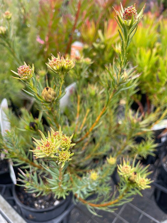Leucadendron 'Jubilee Crown'