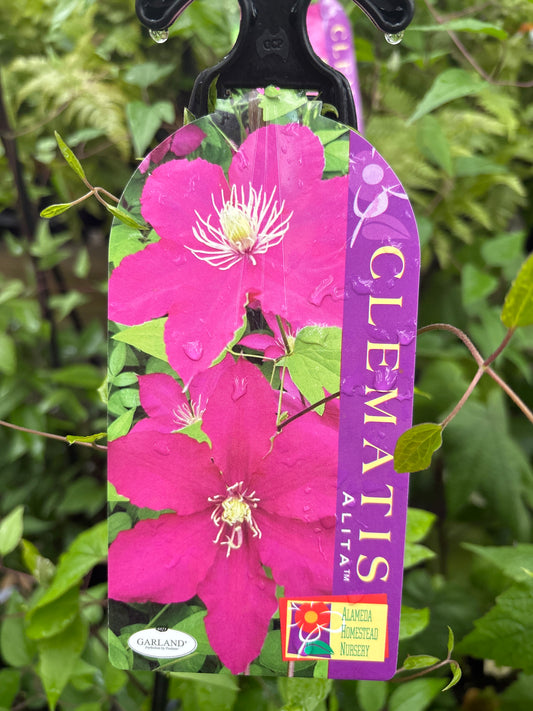 Clematis ALITA™ Evipo070 - Purplish Red Clematis Climber