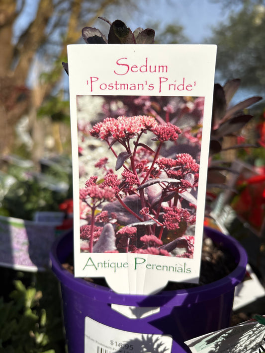 Sedum ‘Postman’s Pride’ | Postman’s Pride Stonecrop