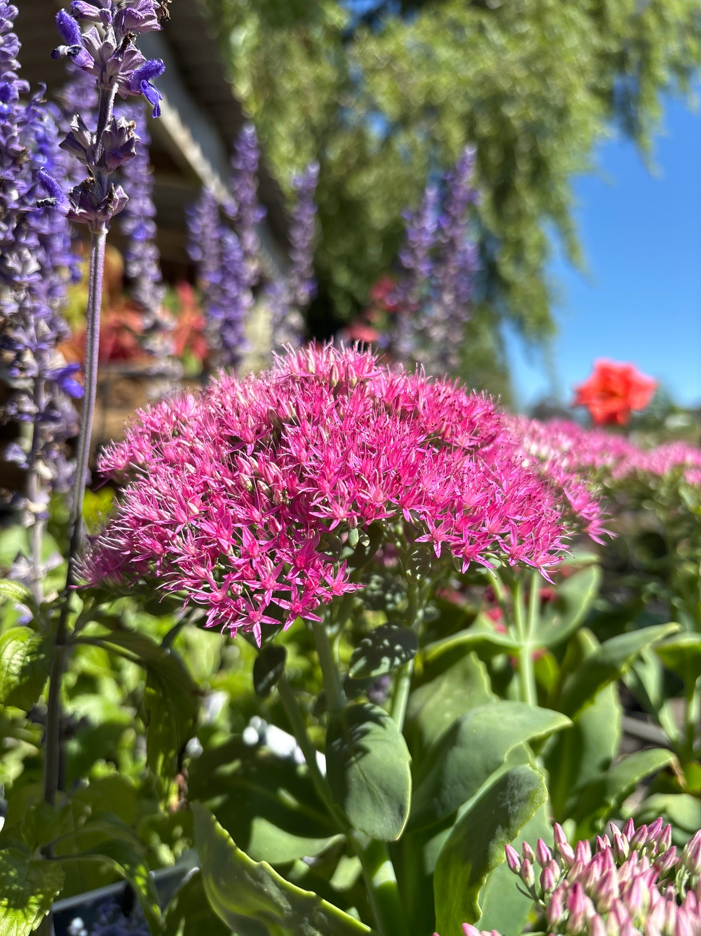 Sedum spectabile 'Neon'