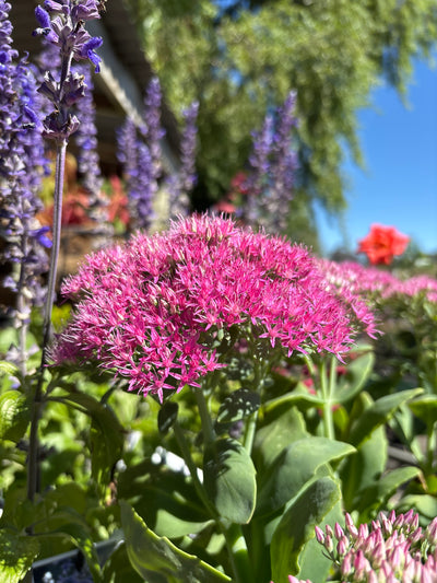 Another BEE MAGNET Sedum 'Neon'