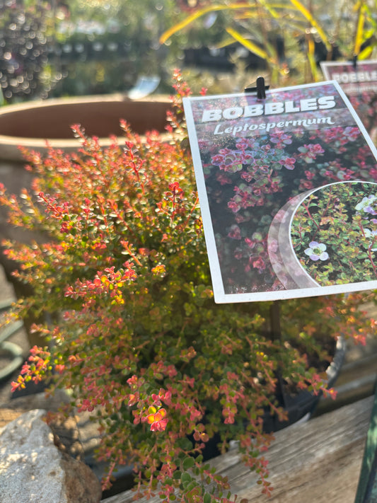 Leptospermum 'Bobbles' - Tea Tree