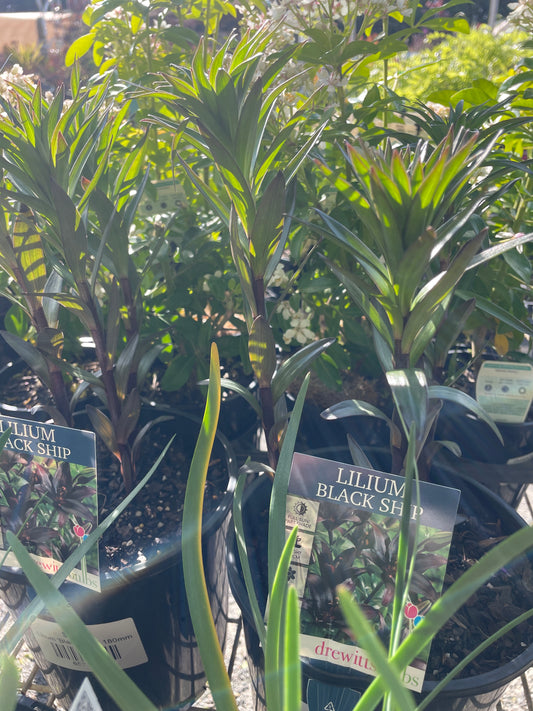 Lilium 'Black Ship' 180mm