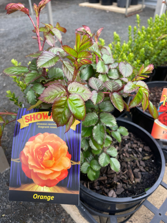 Rose