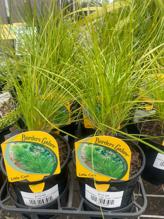 Lomandra 'Little Con'
