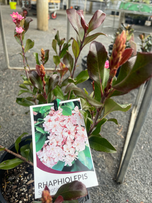 Rhaphiolepis indica 'Springtime'
