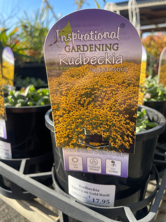 Black-eyed Susan 'American Gold Rush'