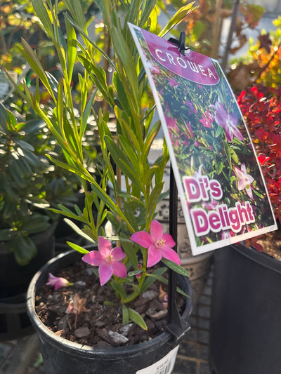 Crowea flowering during the summer months