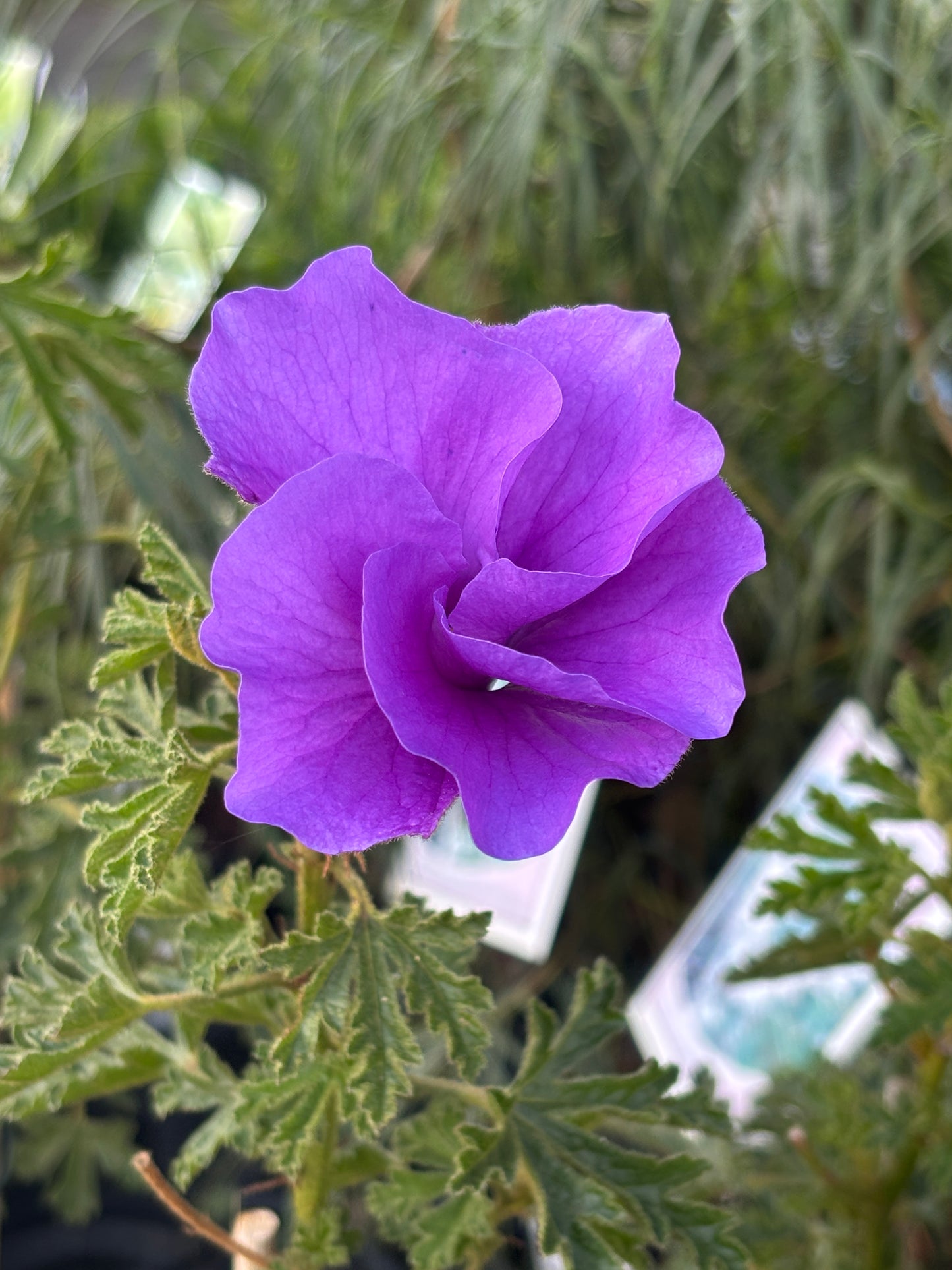 Alyogyne huegelii 'West Coast Gem'