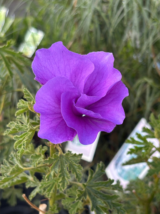 Alyogyne huegelii 'West Coast Gem'