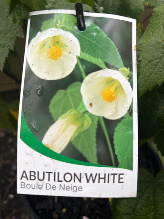 Abutilon 'Boule de Neige' - White Chinese Lantern